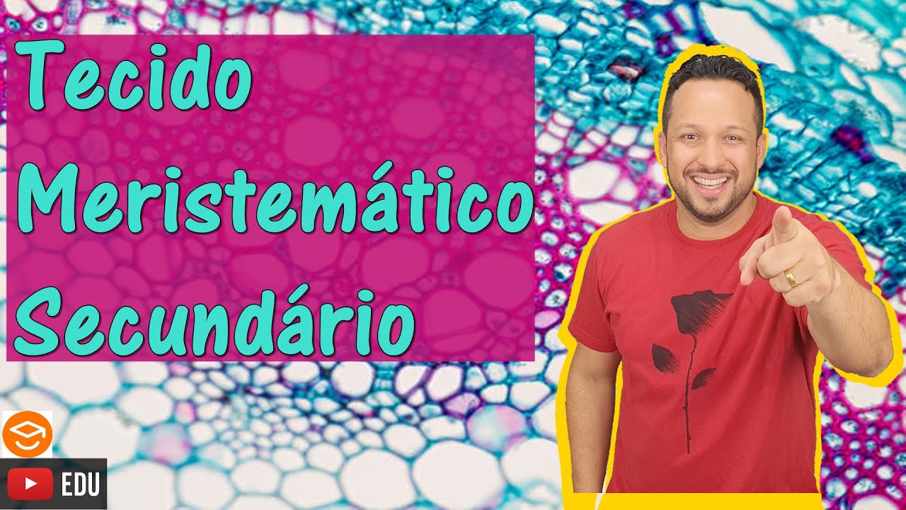 Tecido Meristemático Secundário - Meristema Secundário - Felogênio e Câmbio - Histologia vegetal