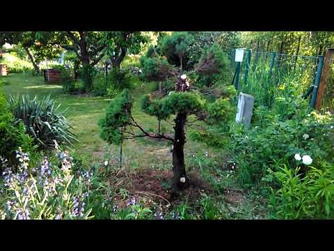 Make big bonsai yourself