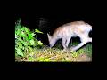Trapping and Treating A Fox with Mange - It’s actually very easy! #fox #foxes #wildliferescue