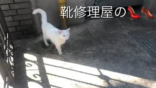 靴修理屋の猫さん👠👞しいお嬢さんお散歩中。お利口さんなのでちゃんとお家に帰ります。