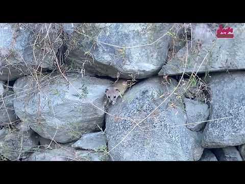 Weasel ( Mustela Altaica) Mountain Weasel A Harmless but Skilled Hunter for rats 