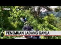 Polres Pariaman Temukan Ladang Ganja, 40 Pohon Diamankan - Police Line 24/06 Polres Pariaman Temukan Ladang Ganja, 40 Pohon Diamankan - Police Line 24/06