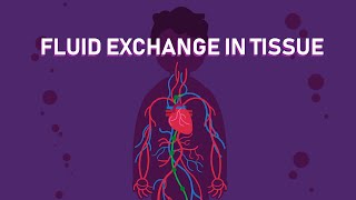 How The Exchange of Body Fluids in Tissues Happens? | Biology