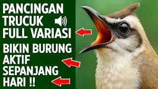 Download lagu Masteran trucukan gacor ngalas tarung ropel paling bagus untuk pancingan trucukan agar bunyi nyaut mp3