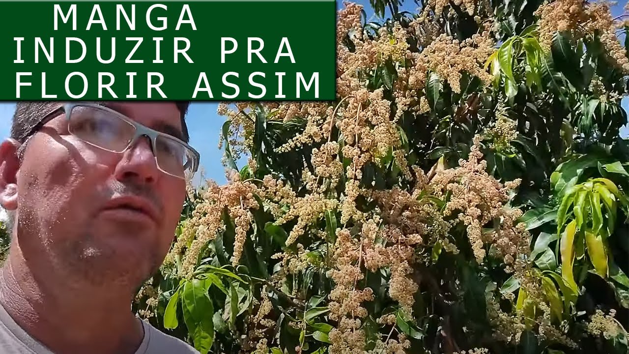 Pra que induzir a manga e como funciona isso #SítioGilSat
