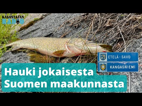 Hauki jokaisesta Suomen maakunnasta ⎮ Kalastajan Radio