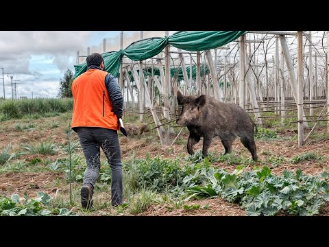 Chasse Sanglier au maroc | Wild Boar Hunting 2024-2025 (Partie 18) 🐗