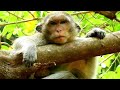 Sadness Face Mom Casi Still Miss Calvin, After Baby CALVIN Pass Away Long Time | Sounds Monkey