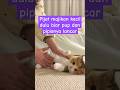 TIME TO MASSAGE YOUR LITTLE MASTER Shorts Cat Kitten Cutekitten Cat Funnycat Pets Catlover
