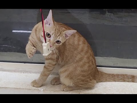 Kitten loves chewing electric cables