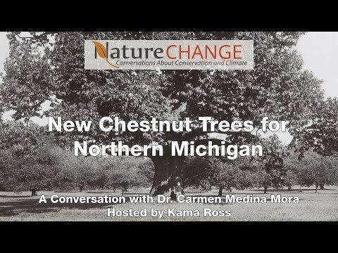 download lagu mp3 mp4 American Chestnut Trees For Sale Near Me, download lagu American Chestnut Trees For Sale Near Me gratis, unduh video klip American Chestnut Trees For Sale Near Me