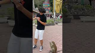 Download lagu MONEY OR BANANA? #shorts mp3