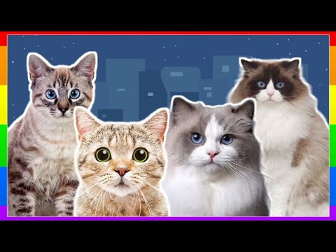 CUTE CAT & KITTEN MEOW-MEOW | WILD CATS SING IN THE STREETS AT NIGHT