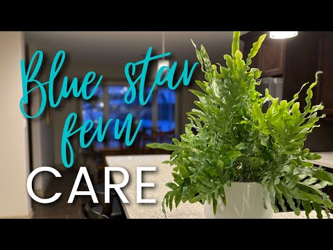, title : 'Blue Star Fern Care (a great plant for beginners)'