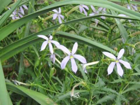 Blotta : Old Man Chillum and Tim Deluxe  カーテンコール