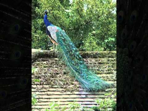 Let Them Fly - Kate Rusby