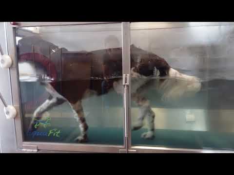 AquaFit Danny - wegen Kreuzbandriß nach TTA im Wasserlaufband