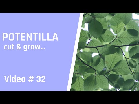 Einen Bonsai in weniger als 10min schneiden - Potentilla Bonsai