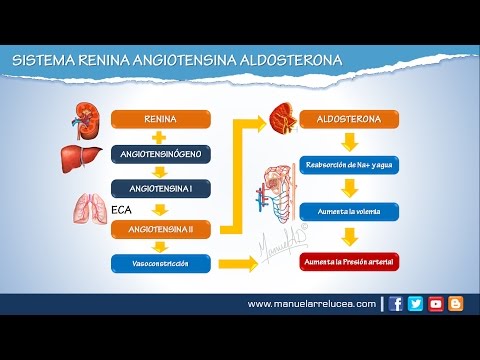 SISTEMA RENINA ANGIOTENSINA ALDOSTERONA || Morfofisiología