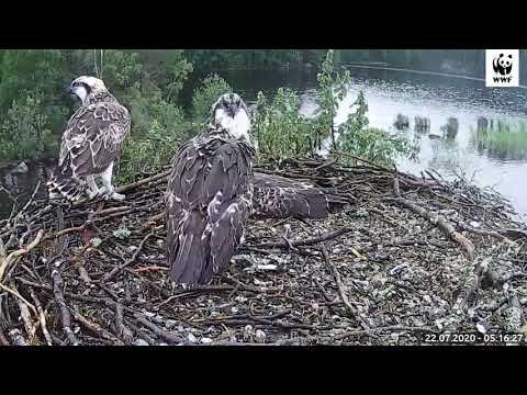 Luontoliven sääksenpoikasen ensimmäinen lento 2020