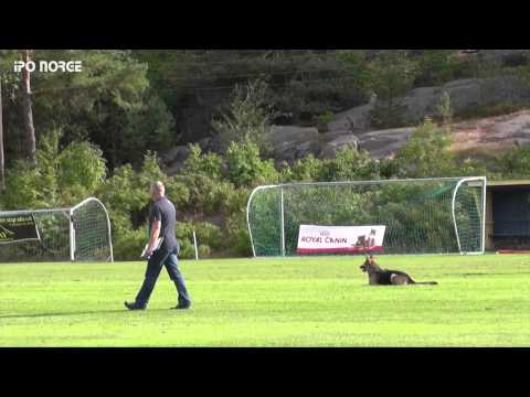 FCI NM IPO 2014 - Beate Aurstad - ABC Drift`s Asta Axxedatter - B