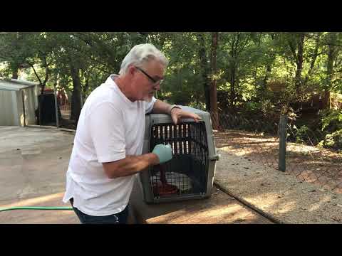 Diagnosing Dog With Prolapse