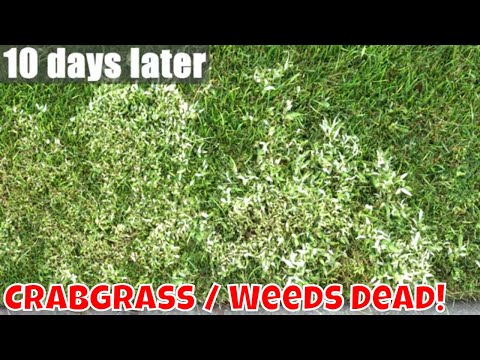 YouTube video about Say Goodbye to Pesky Crabgrass with Digitaria Spp.