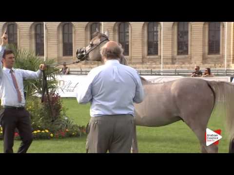 N.72 WORTEX KALLISTE - Chantilly 2015 ABCE - Colts 1 year old (Class 6B)