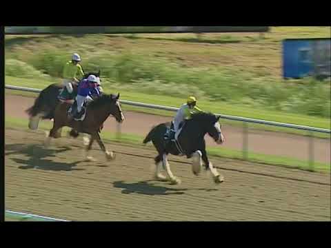 Shire horse racing!