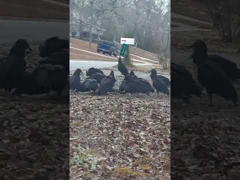 The Chain of Life...Vultures Eating this Dead Deer😳