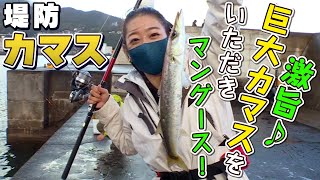 GO!GO!九ちゃんフィッシング #402 「釣ったら食べる!堤防カマス釣り!(後篇) パワーイソメゲームがキマればお洒落料理!」