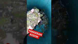 Download lagu Pangeran Kodok mp3