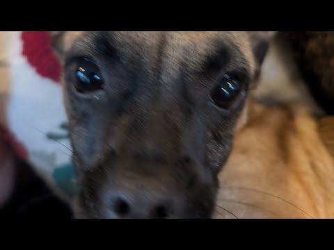 That one fun Woodwind part in Forgotten Tales of the West, but Specifically the Flute Part