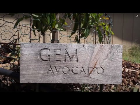 GEM avocado tree: a profile