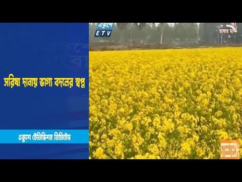 সরিষা দানায় ভাগ্য বদলের স্বপ্ন