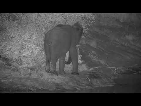 Djuma: Lone Elephant gets a drink at the dam - 22:23 - 05/12/21