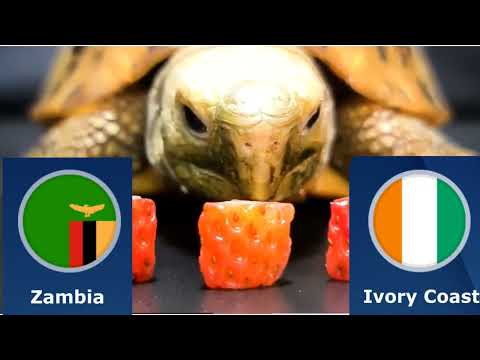 Zambia vs Ivory Coast Prediction - Africa Cup Of Nations 2023 - Turtle Prediction