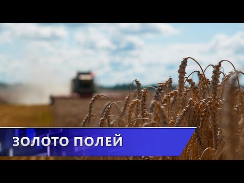 Бешенковичский район – один из лидеров по темпам уборки зерна в Витебской области