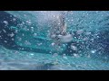 Another Rummy Addict Barney Our Swim Coach One Of Our Clients Runs A Rescue And Found