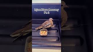 Found a mourning dove with an injured wing! Pt. 2