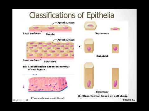 Tissue and Integumentary System Anatomy