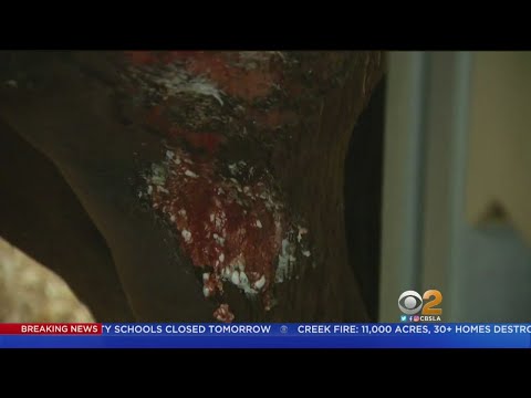 Dozens Of Horses Feared Dead, One Seriously Burned