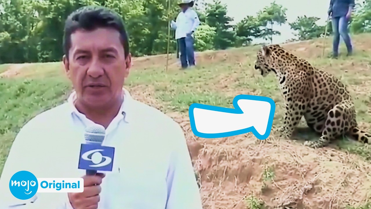 10 Momentos Oscuros e Inesperados en Noticieros en Vivo