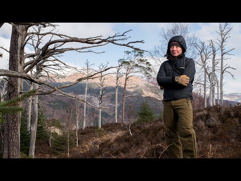 Building osprey nest platforms | Loch Arkaig osprey cam