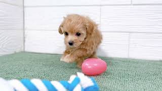 ハーフ犬の動画01