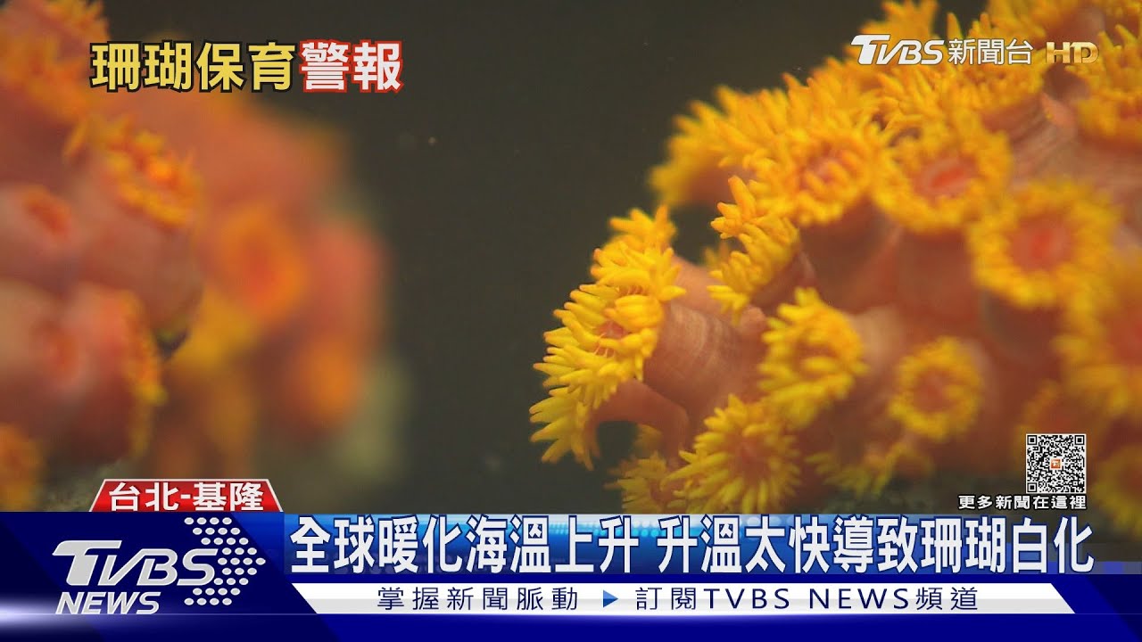全球暖化升溫太快導致珊瑚難生存!隱形殺手還有「它」