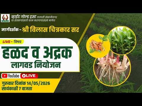 हळद व अद्रक लागवड नियोजन