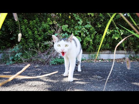 シャーシャー猫にご飯をあげにいくと・・・ さくらねこへのエサやり 癒され野良猫動画 感動猫動画