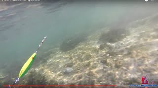 Как ловить морскую кумжу в озере