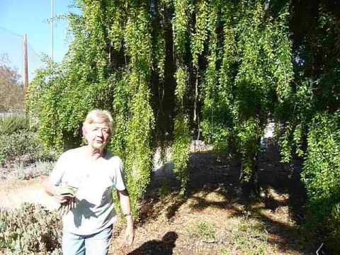 Mayten tree - Maytenus boaria